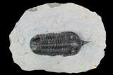 Bargain, Morocconites Trilobite Fossil - Morocco #100370-2